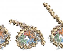 A nucleosome wrapped in DNA