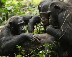 Three chimps engaging with the honey trap experiment in Kibale National Park