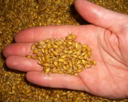 Malted grain seeds