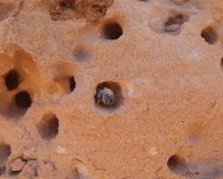 bees nest in rock
