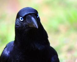 A closeup of a crow&#039;s head with bright blue eyes.
