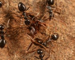 This is a Lepisiota dispatching Pheidole ant. CREDIT: D. Magdalena Sorger