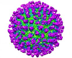 C10 antibody (purple) visualized to be interacting with the Zika virus coat (green). CREDIT: Victor Kostyuchenko, Duke-NUS Medical School