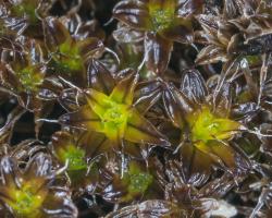 Syntrichia caninervis