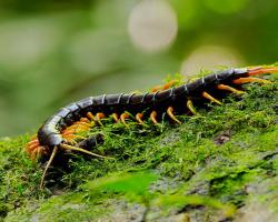 Giant Centipede in Kaeng Krachan national park