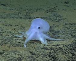 Ghostlike octopus discovered by NOAA on February 27