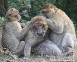 Barbary monkeys being groomed