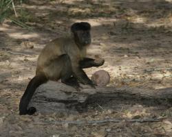 monkeys and stone tools