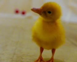 Duckling trained to imprint on pairs of objects for the study