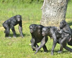 Bonobo monkeys in the Democratic Republic of Congo