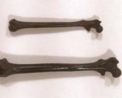 Fossilized bones found in Gujarat, India