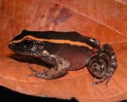 amazonian frog
