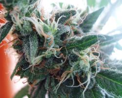 Trichomes on the white widow marijuana plant