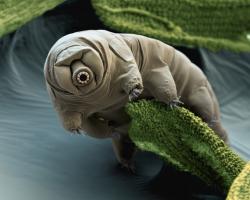 microscopic tardigrade or water bear