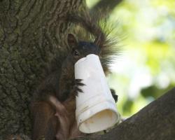 squirrel eating a styrofoam cup