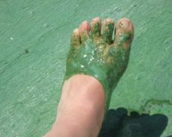 Algae slime on a foot