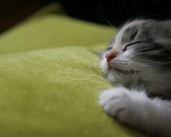 Cute kitten sleeping on a green blanket