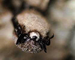 Brown bat with white-nose syndrome