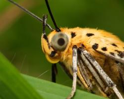 Close up of a butterfly&#039;s head with a giant eye.