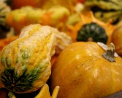 Gourds and pumpkins at autumn. Thanksgiving