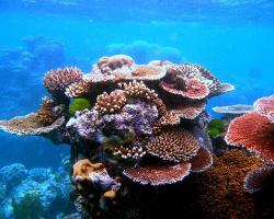 A variety of corals form an outcrop on Flynn Reef, part of the Great Barrier Reef near Cairns, Queensland, Australia.