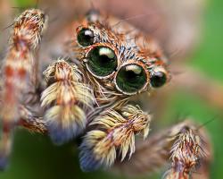 Close-up of a jumping spider with four circular eyes
