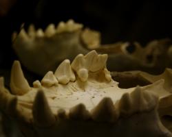Hyene jaw bone