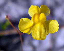 Bladderwort flower