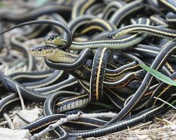 A mating ball of garter snakes