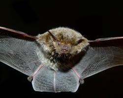 Cape Serotine Bat (Eptesicus capensis)