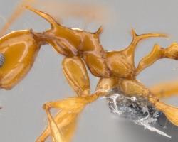 New ant species Pheidole viserion sp. major and minor workers.