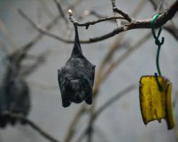 A bat roosting at the Ueno Zoo in Tokyo