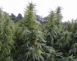 marijuana farm