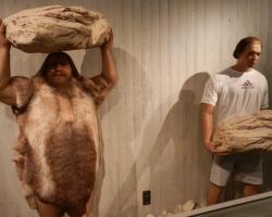 Neanderthal man and human in a museum display case