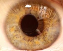 Close-up of a human eye. Pupil and iris