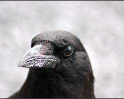 American crow. Corvus brachyrhynchos