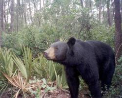 A Florida Black Bear