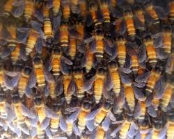 Apir dorsata (giant honey bees)