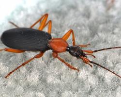 False bombardier beetle (Galerita sp.)