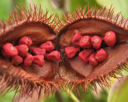 Open fruit of Bixa orellana, showing the seeds from which Annatto is extracted