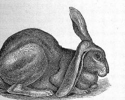 Half lop rabbit