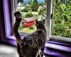 Cat looking out window