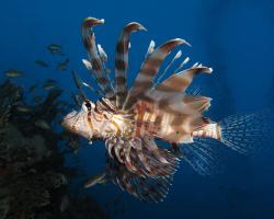 Common lionfish (Pterois miles) at Shaab Angosh reef, Egyptian Red Sea