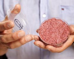 A burger grown from stem cells in a petri dish.