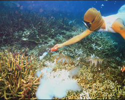 Cyanide poisoning, reefs