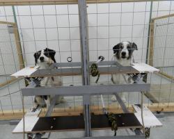 Two dogs in neighboring cages with a treat-giving contraption in front of them.