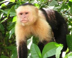 Wild capuchin monkey (Cebus Capucinus) in Costa Rica