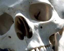 Closeup of human skull. The bone is white.