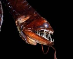 Bioluminescent Idiacanthus fish