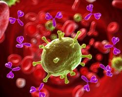 Immune cells in the blood stream